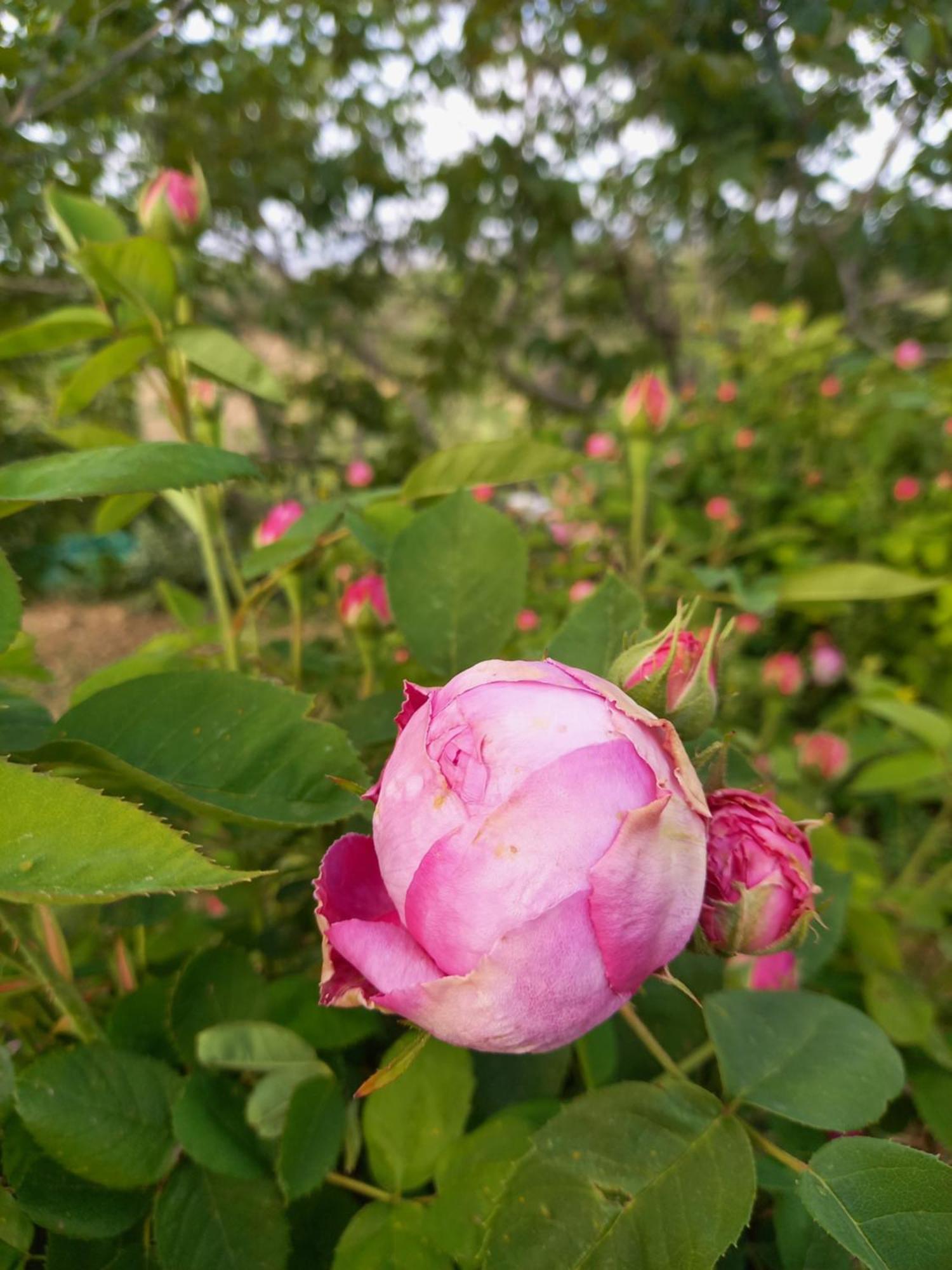 Villa Koumneni Pano Akourdalia エクステリア 写真