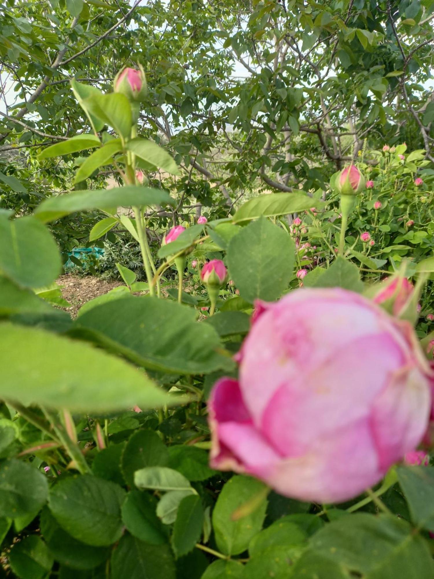 Villa Koumneni Pano Akourdalia エクステリア 写真